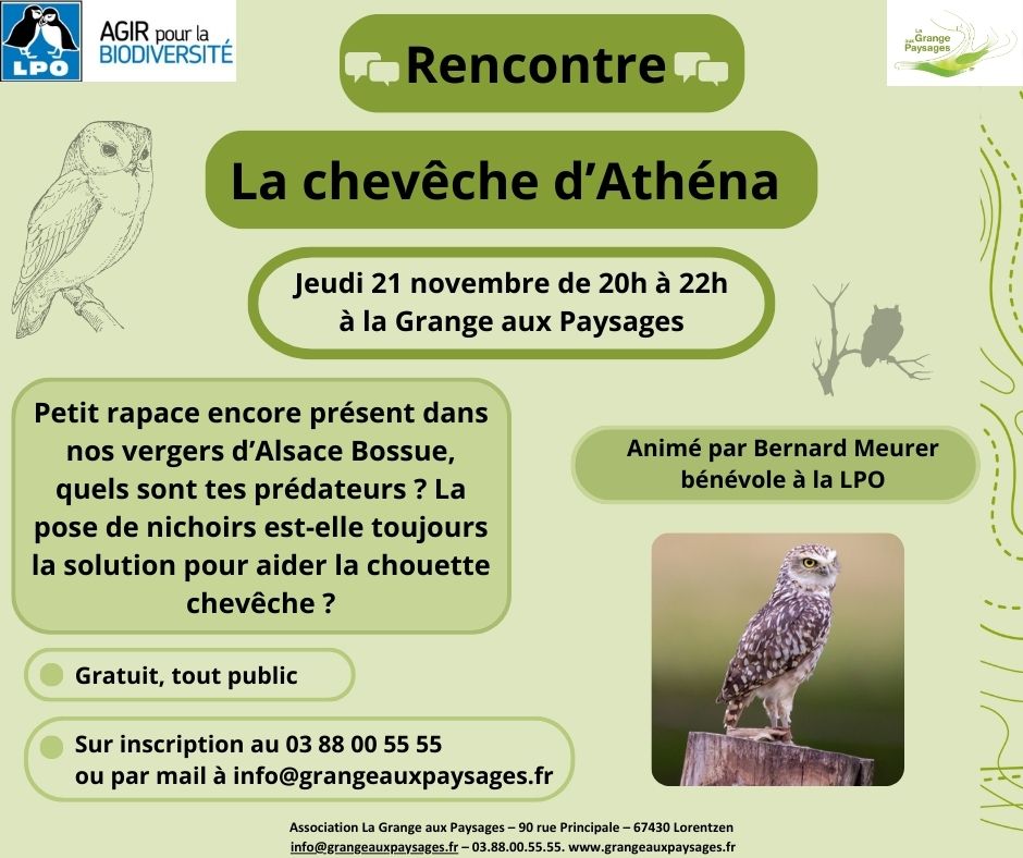 Rencontre « La chevêche d’Athéna »